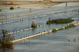 The Los Angeles River