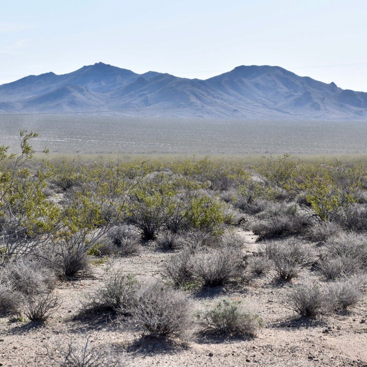Avi Kwa Ame National Monument and the Ward Valley&nbsp;Archive